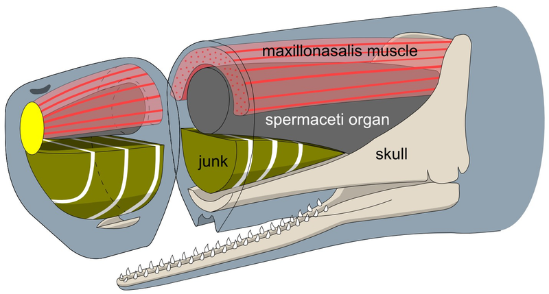 Illustration for article titled Why Would Evolution Favor These Insane Adaptations?